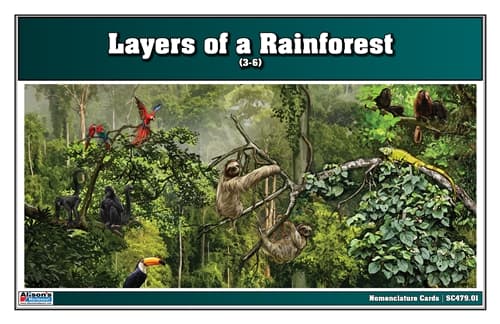 Layers of Rainforest – Cards for Ages 6–9