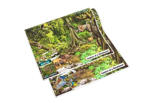 Layers of the Rainforest (Complete Set)