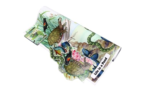 Life in a Pond Chart Laminate & Cut