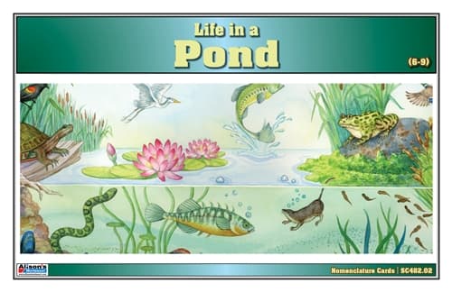 Life in a Pond Nomenclature Cards (6-9)