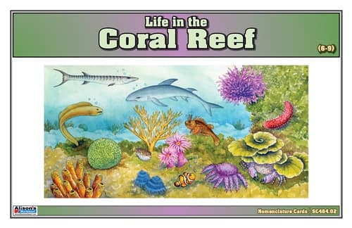 Coral Reef Life – Nomenclature Cards (6–9)