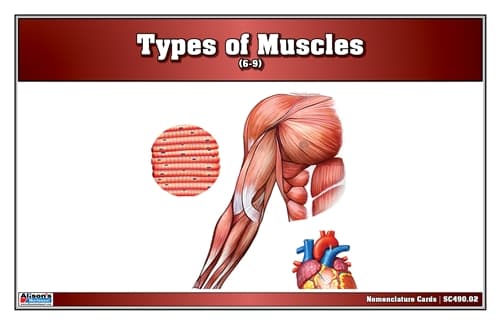 Types of Muscles Nomenclature Cards (6-9)