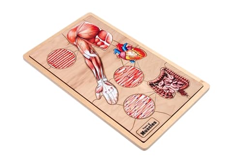 Types of Muscles Puzzle