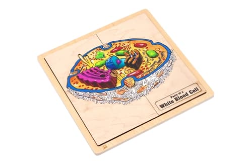 Parts of a White Blood Cell Puzzle and Cards (6-9)