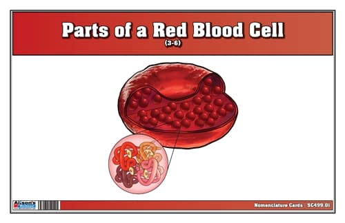 Red Blood Cell – Nomenclature Cards (3–6)