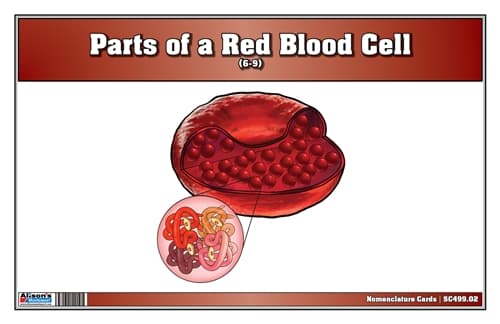 Red Blood Cell – Nomenclature Cards (6–9)
