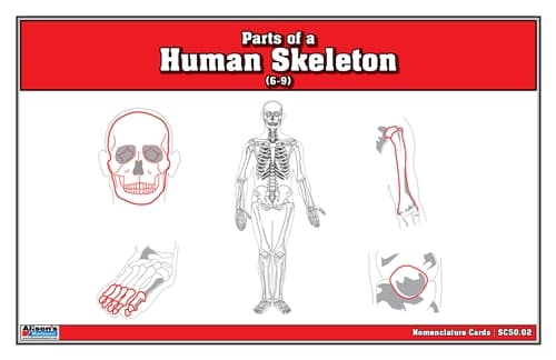 Human Skeleton – Nomenclature Cards (6–9)