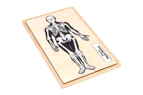 Human Skeleton Puzzle with Labels (6–9