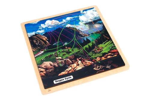 The Oxygen Cycle Puzzle