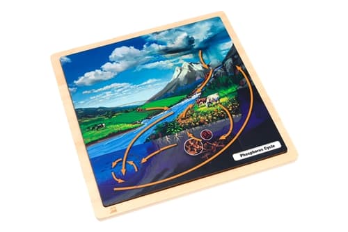 The Phosphorus Cycle Puzzle