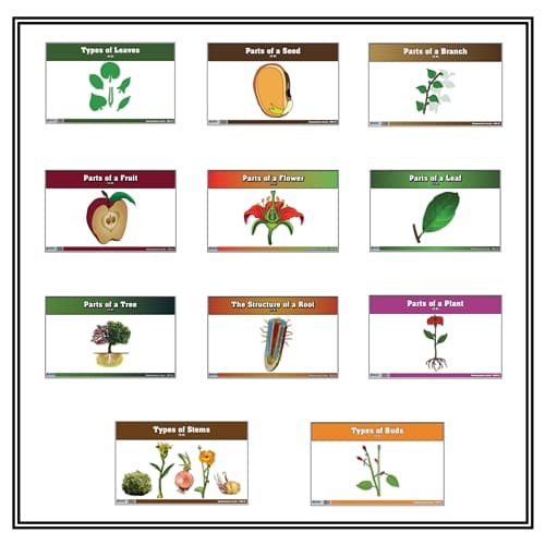 Primary Botany Nomenclature Cards – Laminate & Cut