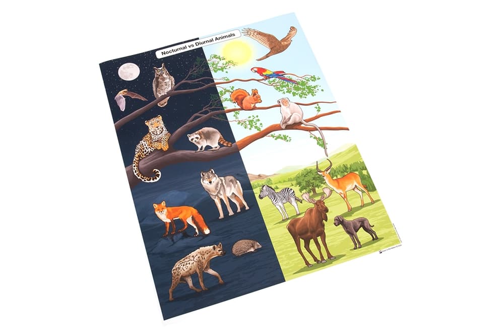 Nocturnal vs Diurnal Animals