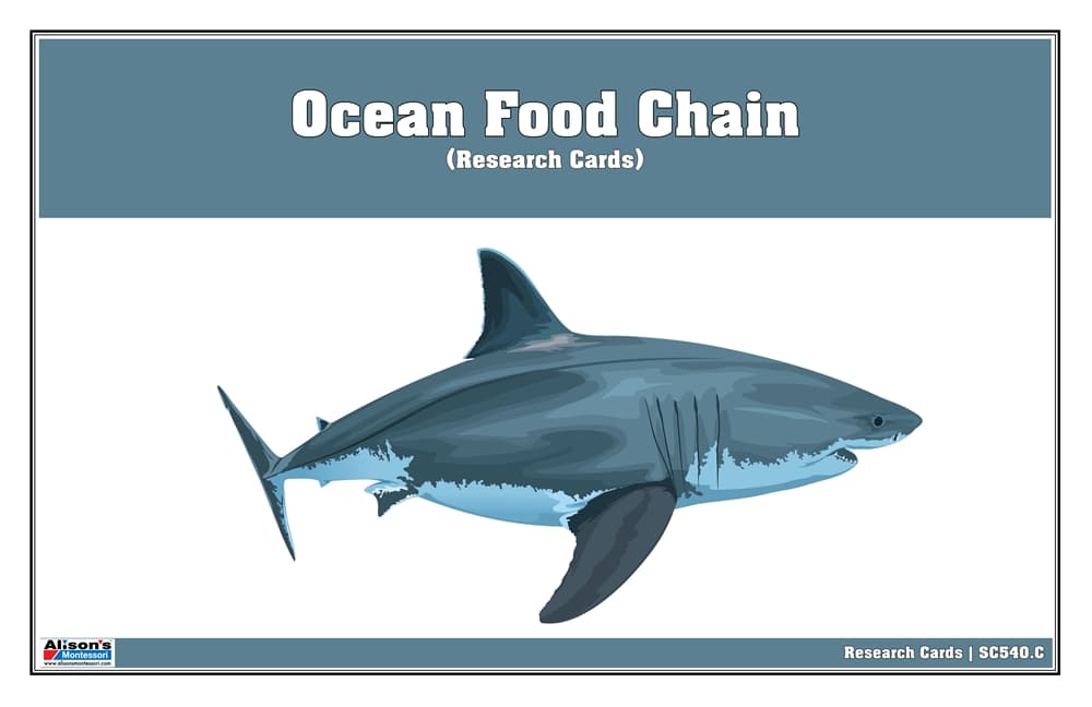 Ocean Food Chain Research Cards