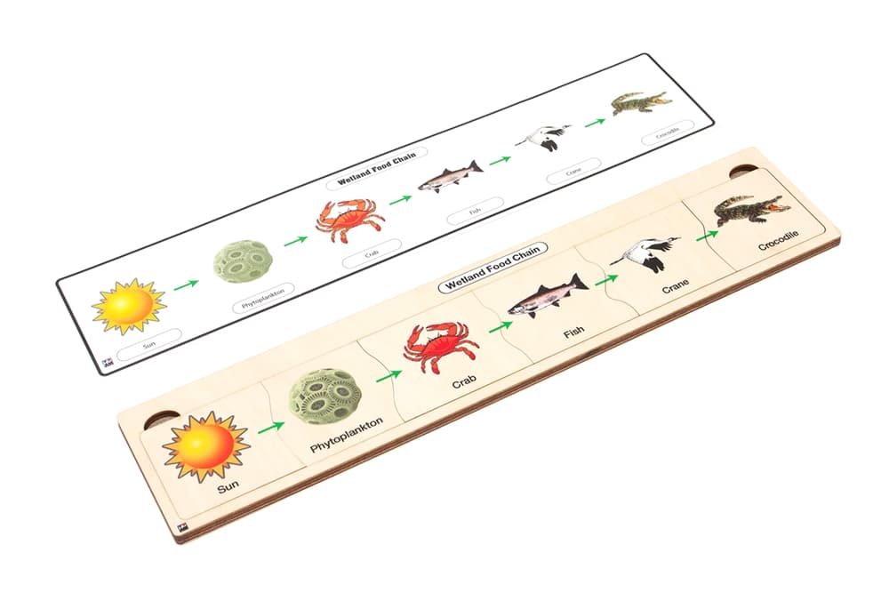 Wetland Food Chain Puzzle