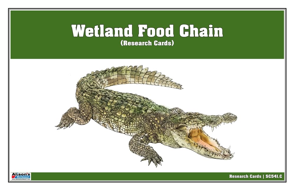 Wetland Food Chain Research Cards