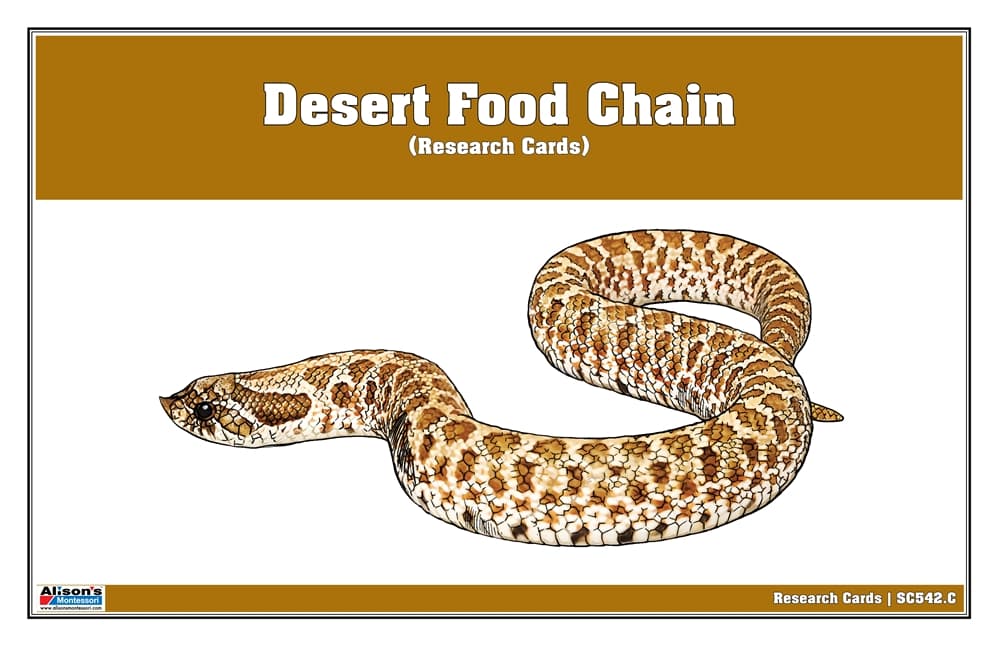 Desert Food Chain Research Cards