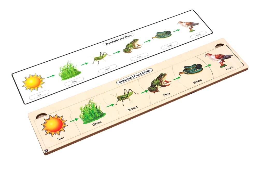 Grassland Food Chain Puzzle
