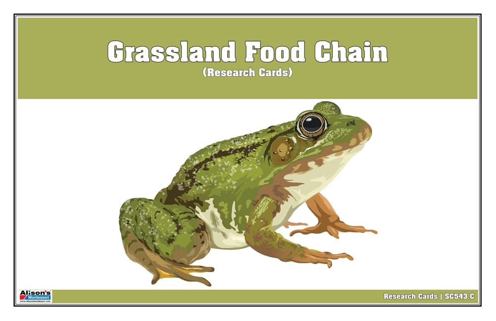 Grassland Food Chain Research Cards