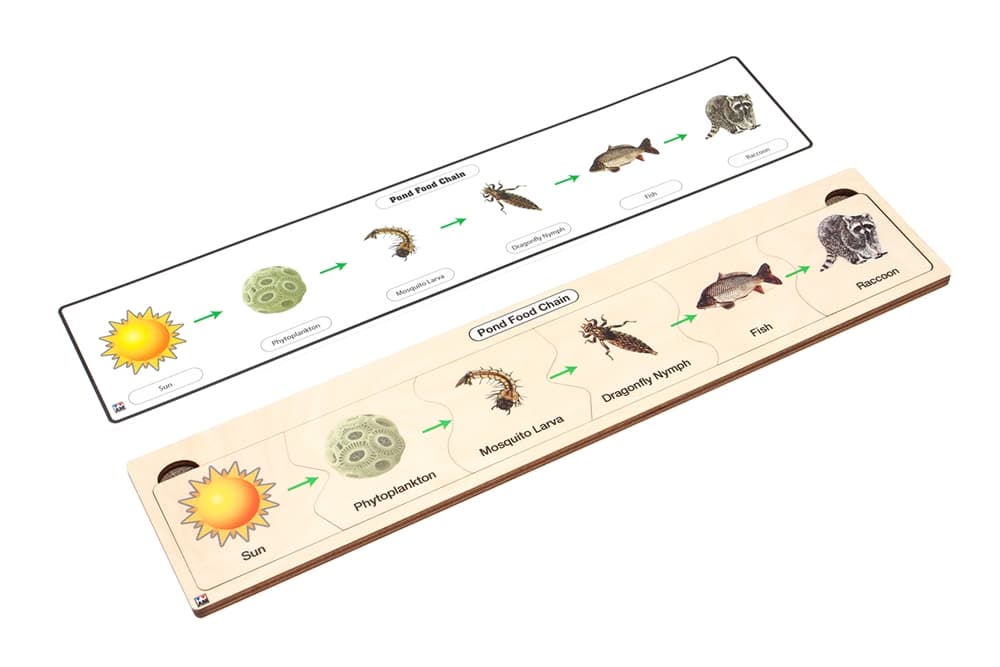Pond Food Chain Puzzle