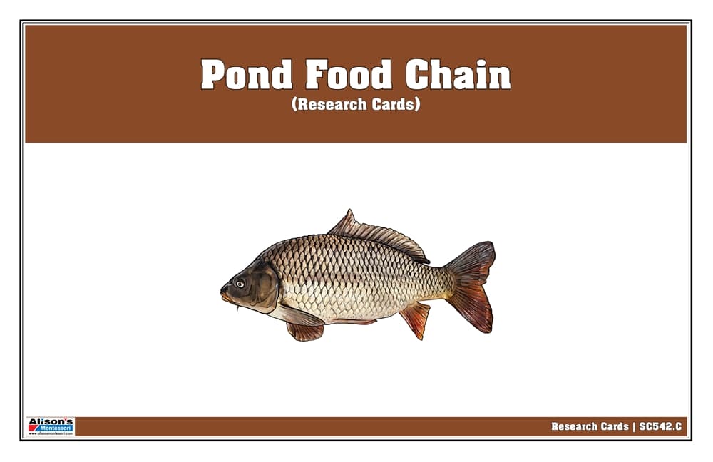 Pond Food Chain Research Cards