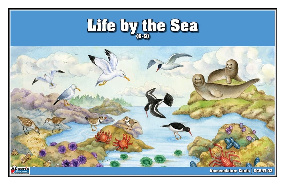 Life by the Sea Nomenclature Cards (6-9)