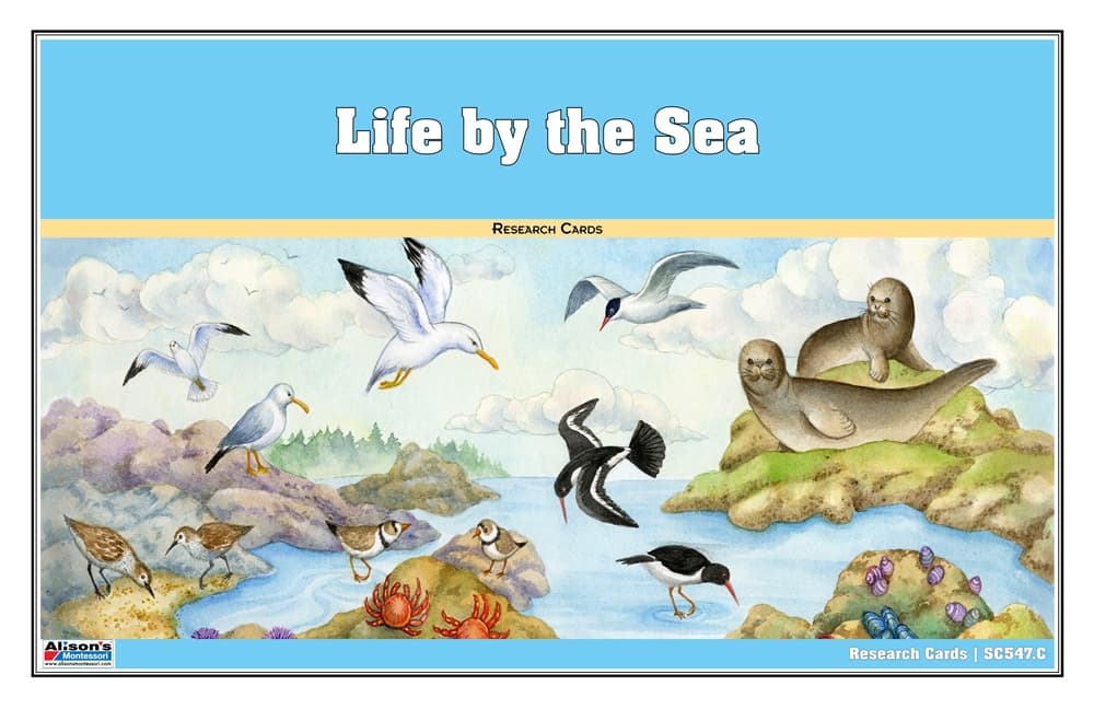 Life by the Sea Research Cards
