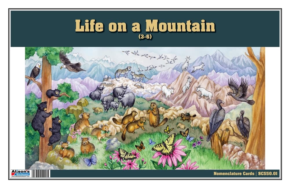 Life on a Mountain Nomenclature Cards (3-6)