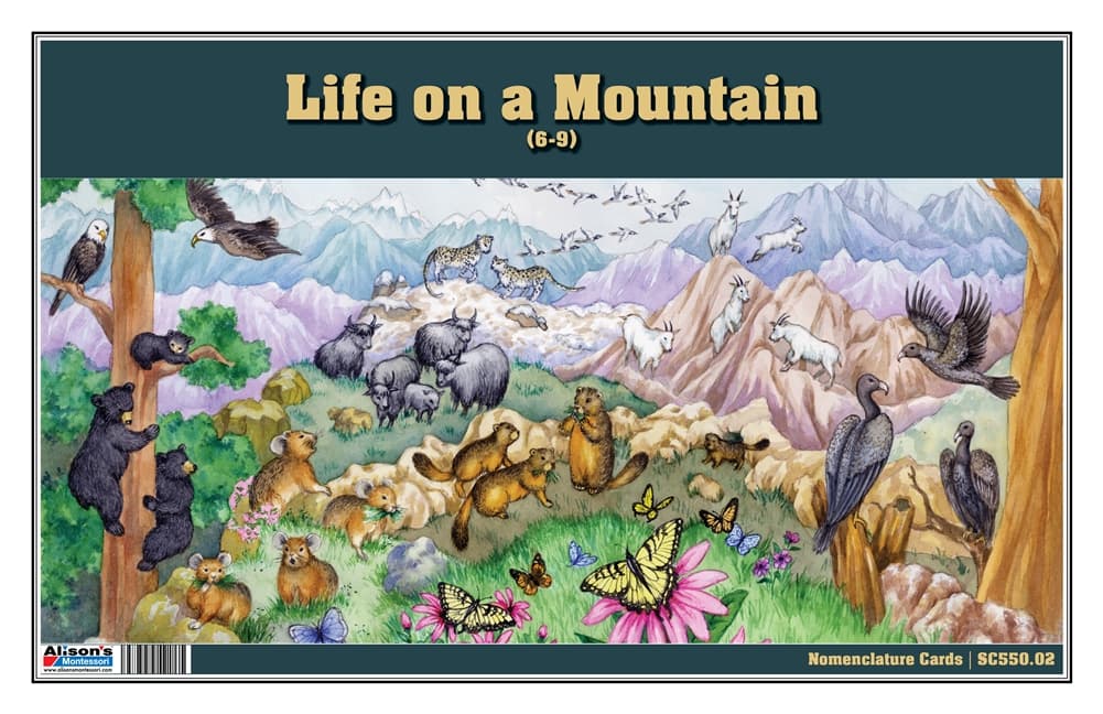 Life on a Mountain Nomenclature Cards (6-9)