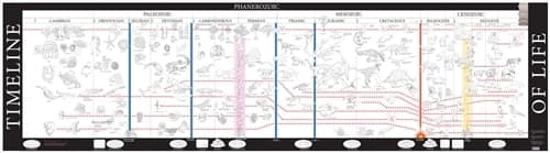 Timeline of Life - Working Copy