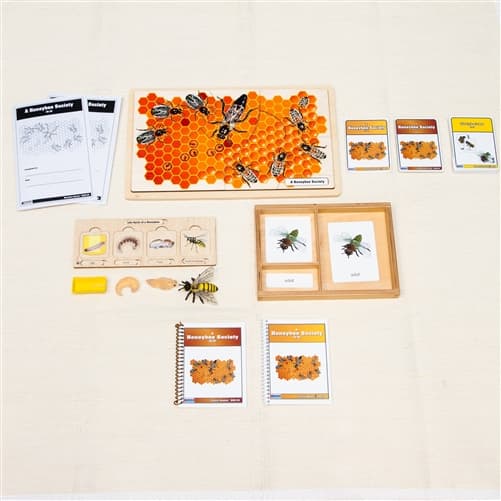 Unit Study: Bee (Ages 3-9)
