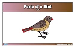 Parts of a Bird Nomenclature Cards (3-6)