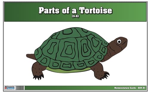 Parts of Tortoise – Nomenclature (3–6)