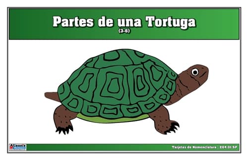 Partes de una Tortuga – Tarjetas de Nomenclatura