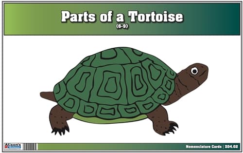 Parts of Tortoise – Nomenclature (6–9)