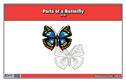 Parts of Butterfly – Nomenclature (3–6)
