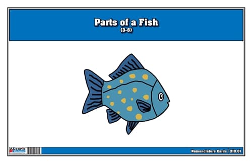 Parts of a Fish Nomenclature Cards (3-6)