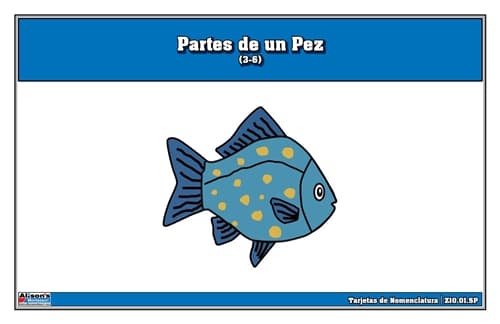 Partes de un Pez – Tarjetas (3–6) Laminadas
