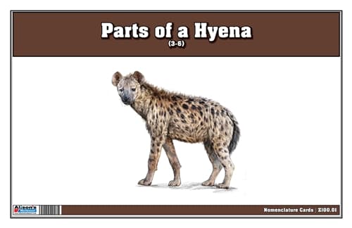Parts of a Hyena Nomenclature Cards 3-6 (Printed)