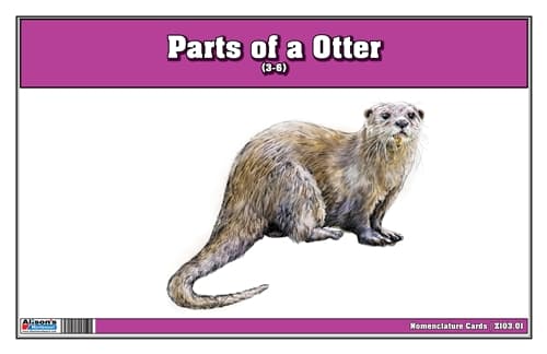 Parts of an Otter Laminate & Cut
