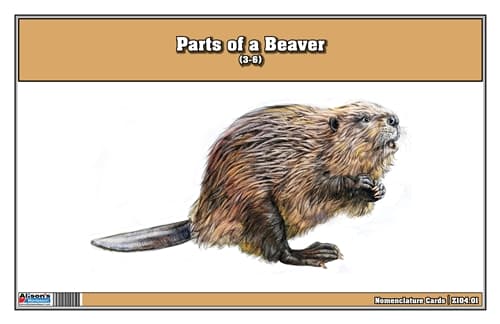 Parts of a Beaver Laminate & Cut