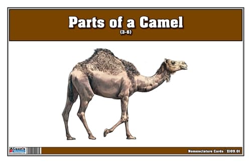 Parts of a Camel Three Part Cards