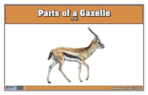 Parts of a Gazelle Three Part Cards