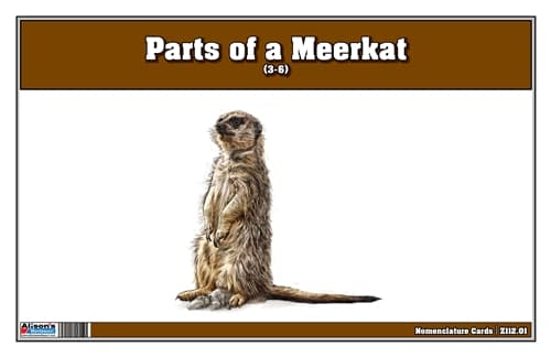 Parts of a Meerkat Three Part Cards