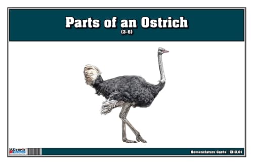 Parts of an Ostrich Three Part Cards
