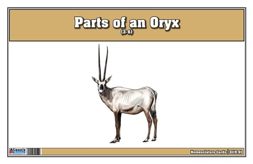Parts of an Oryx