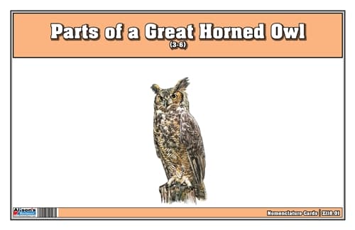 Parts of a Great Horned Owl Three Part Cards