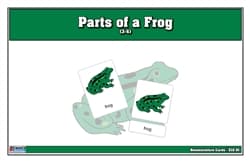 Parts of a Frog Nomenclature Cards (3-6)
