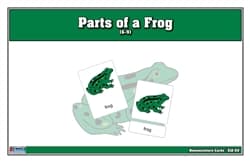 Parts of a Frog Nomenclature Cards (6-9)