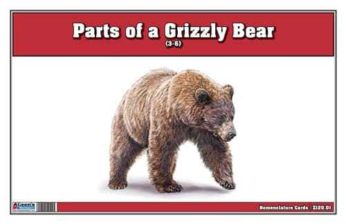 Parts of a Grizzly Bear Three Part Cards