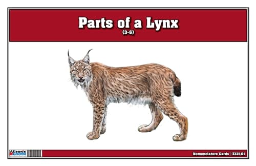 Parts of a Lynx Three Part Cards